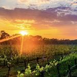Vineyards & Breweries of North Fork