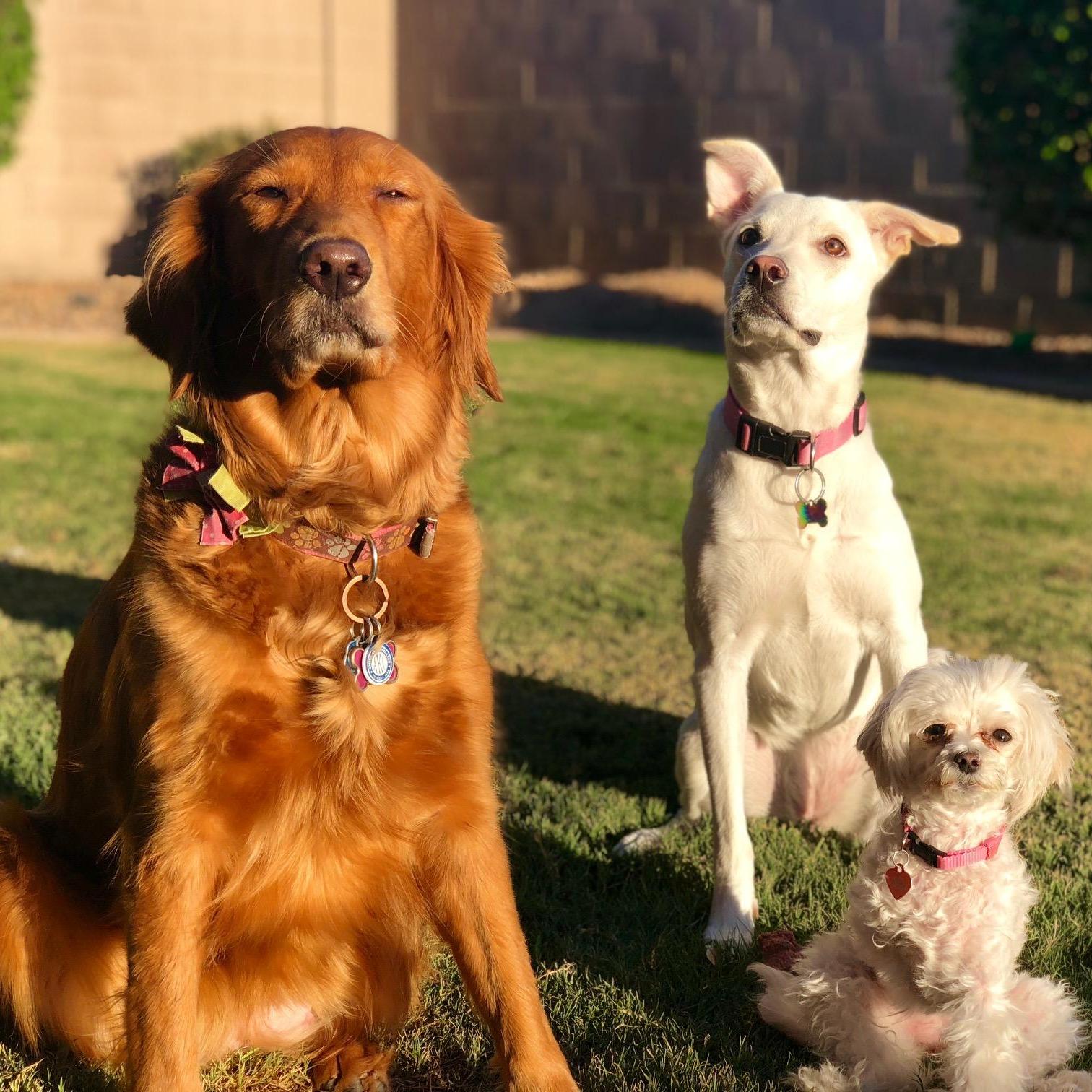 Our 3 hairy daughters ❤