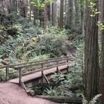 Arcata Community Forest