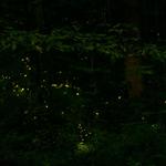 Synchronous Fireflies