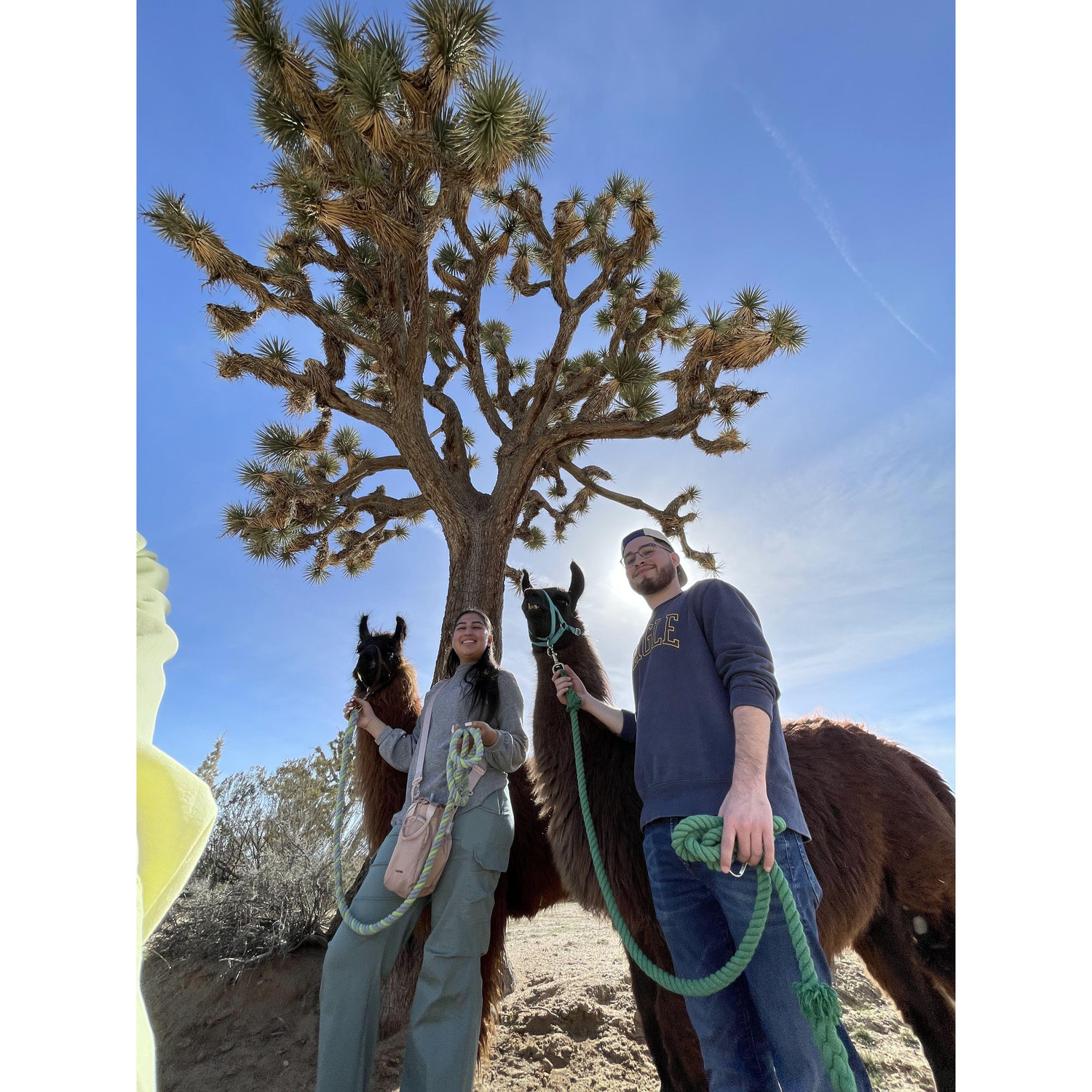We always enjoy experiencing new things. This is when Angel surprised me for our third year anniversary. We walked llamas !