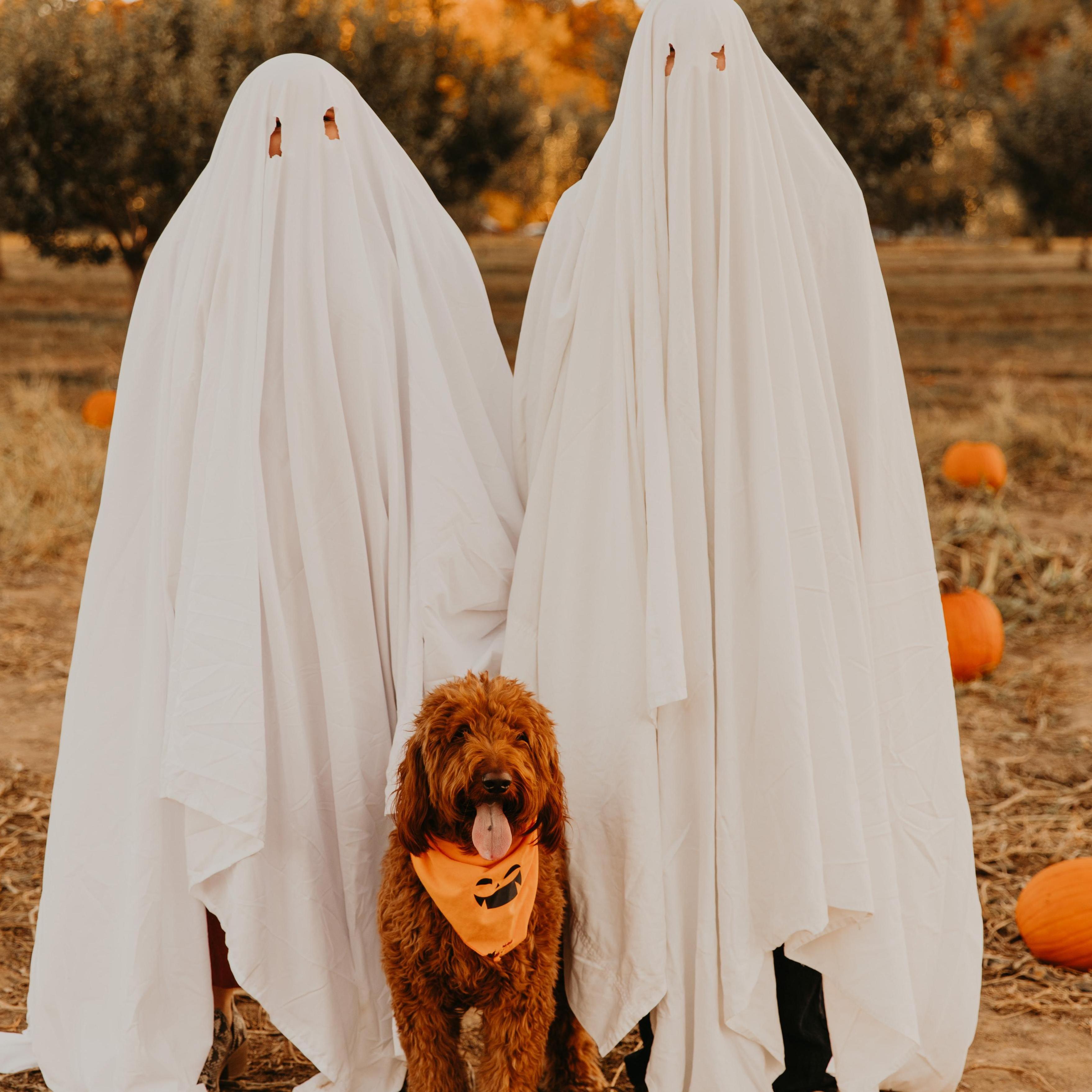 Halloween–2020