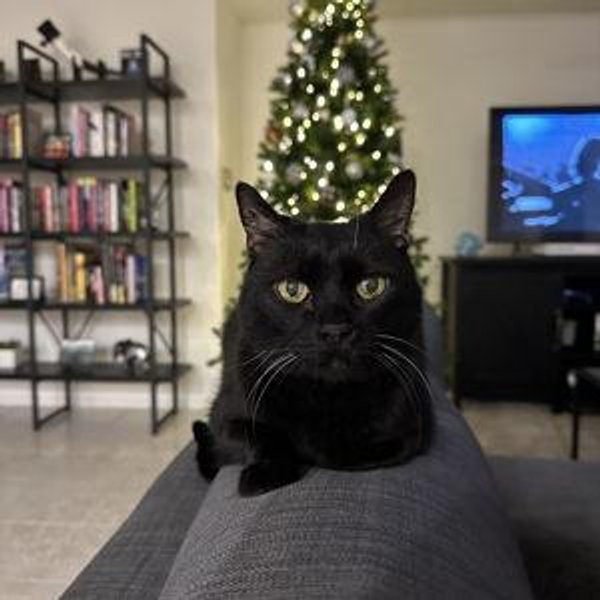 Treats for our cat, Nova