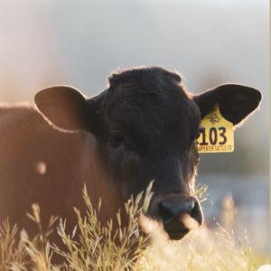 Big Sur Bovine - Half Cow