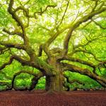 Angel Oak