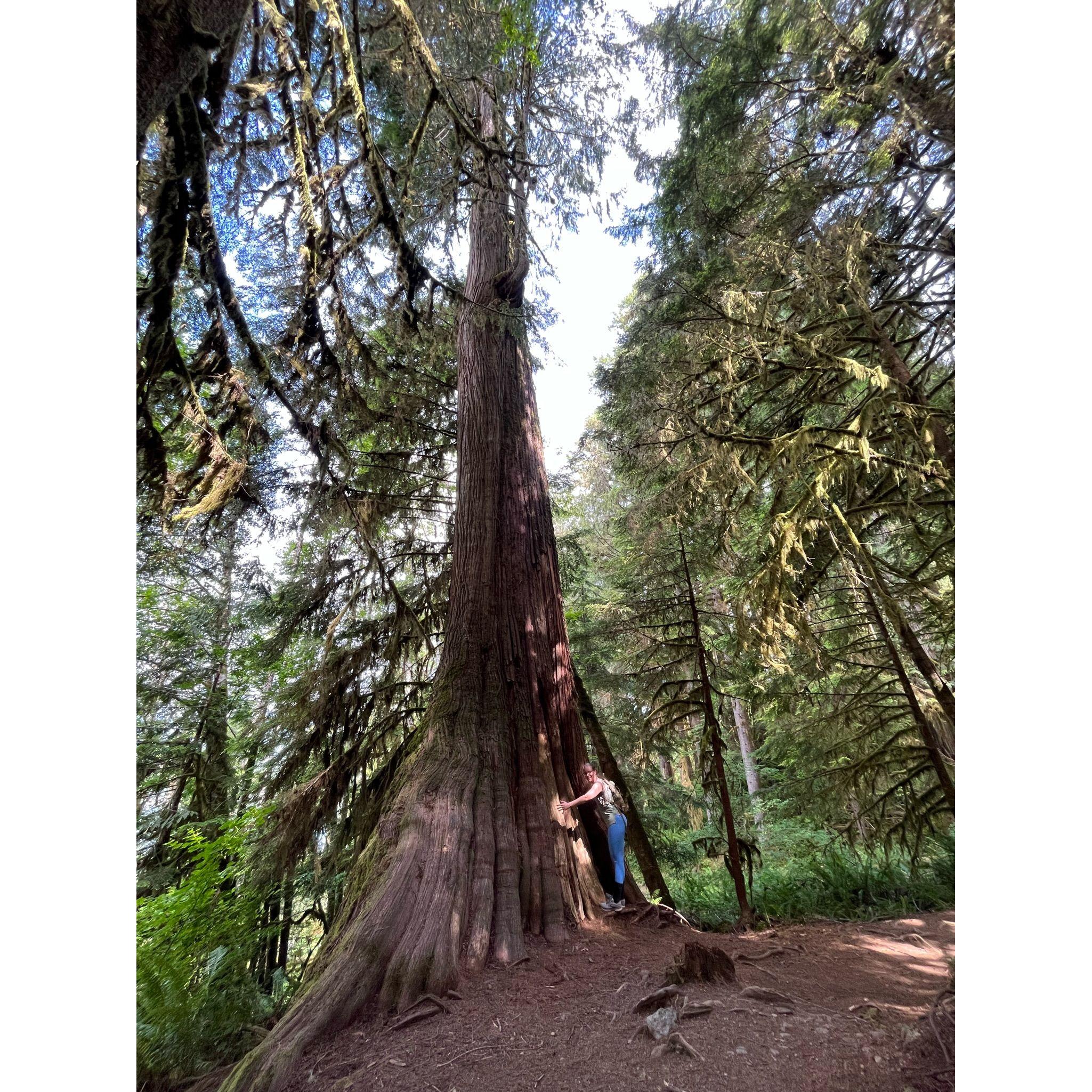 Love all the trees