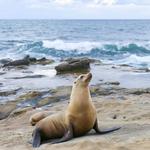 La Jolla Cove