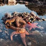 Point Pinos Tide Pool