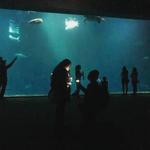 Monterrey Bay Aquarium