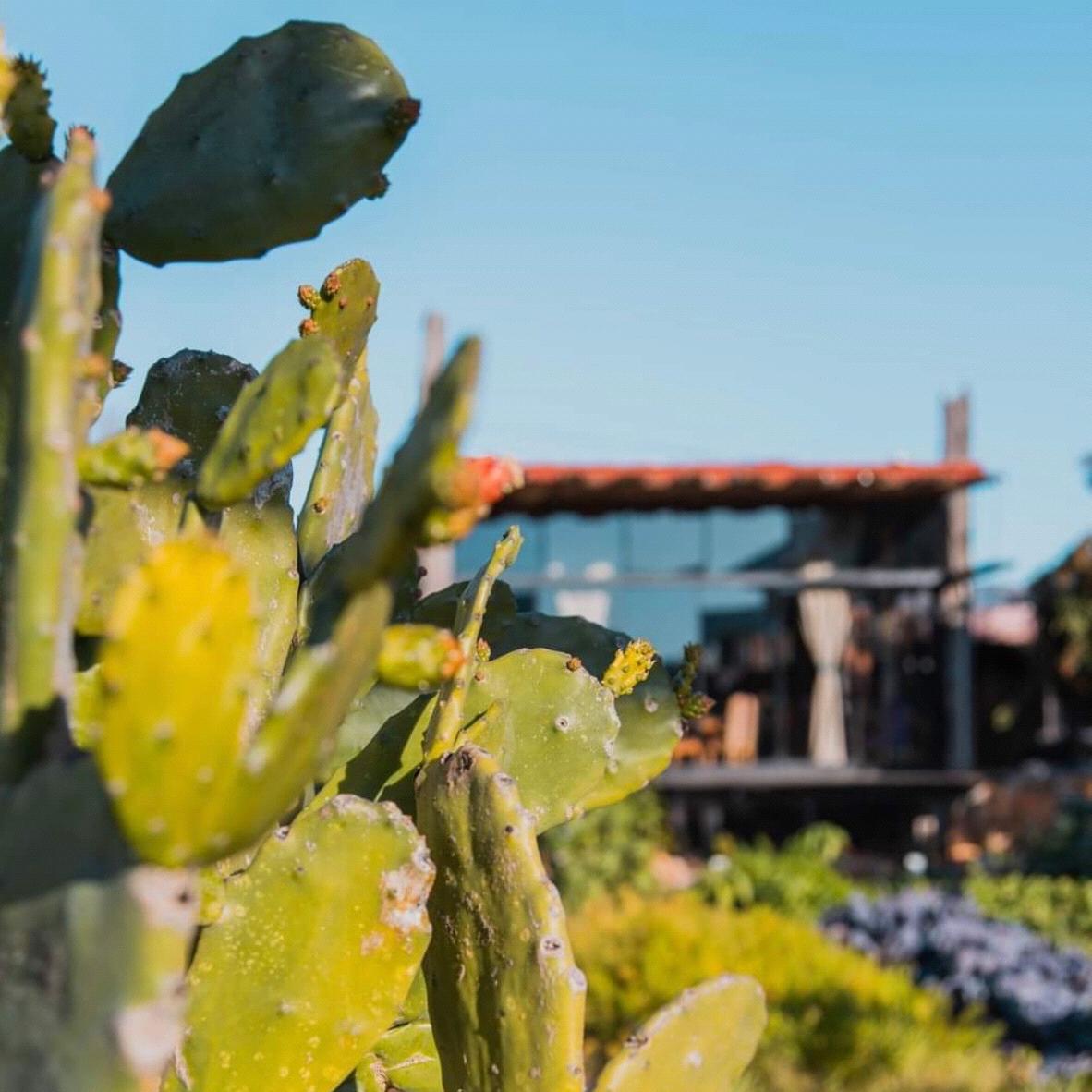 Sunday Brunch at Corazón de Tierra