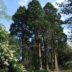 Royal Botanic Garden Edinburgh