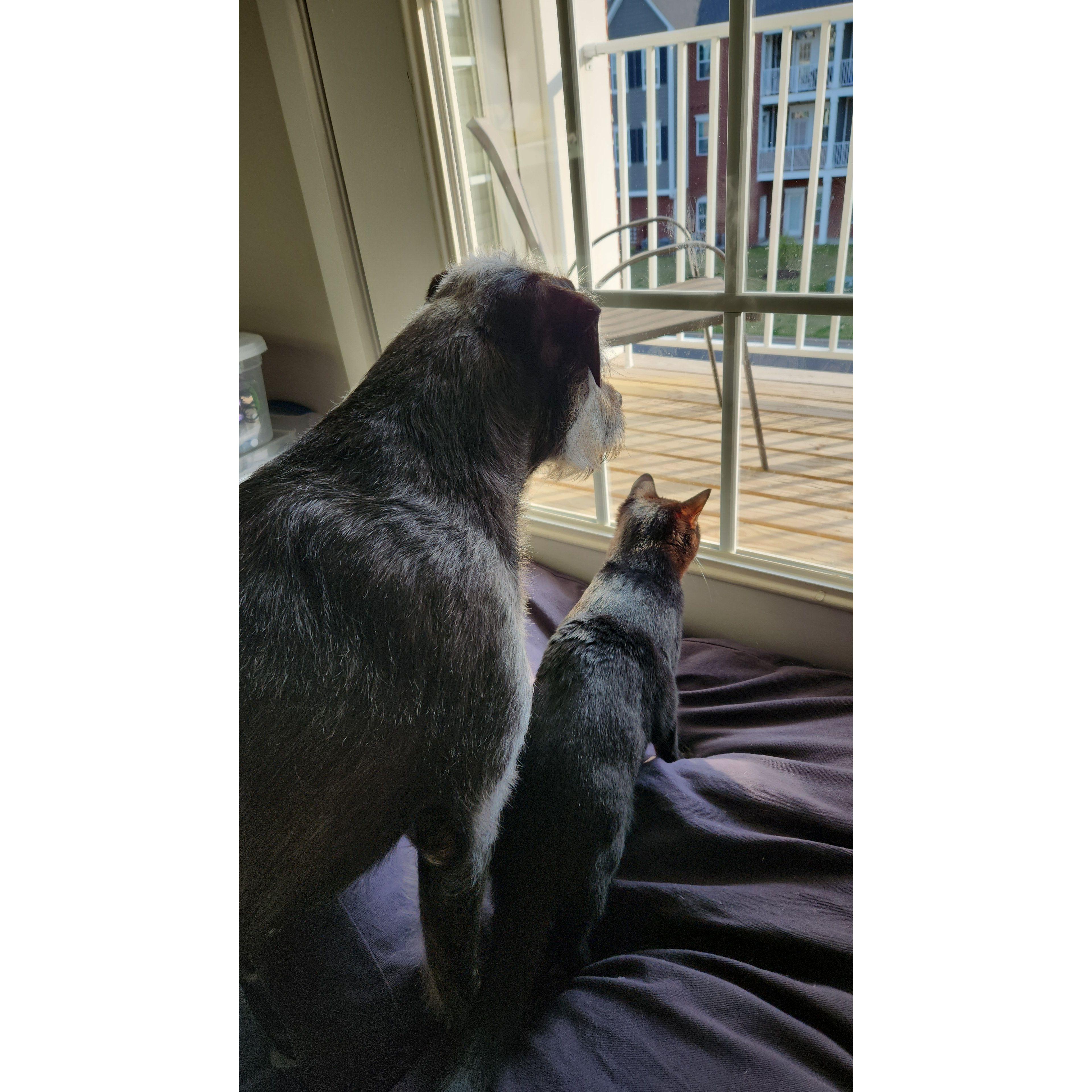 I think the animals like the new place