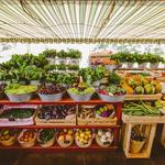 Flora Farms