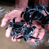 Kosgoda Turtle Hatchery