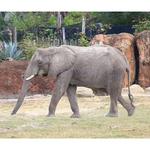 ZooTampa at Lowry Park