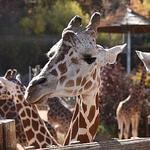 Cheyenne Mountain Zoo