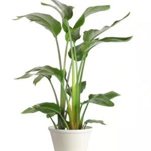 Bird of Paradise House Plant