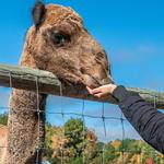 Lewis Adventure Farm & Zoo