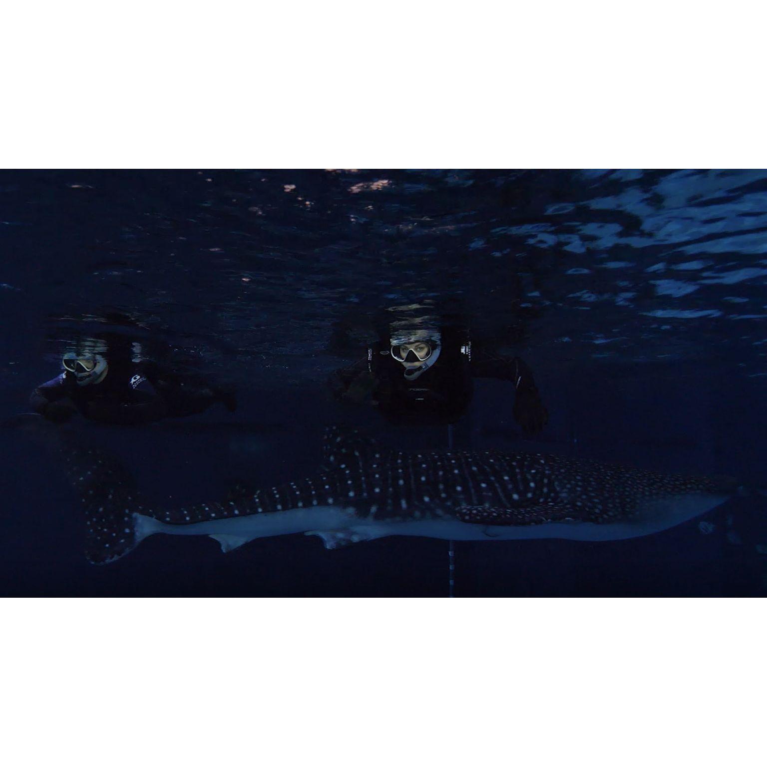 Day 3 - Swimming with the whale sharks