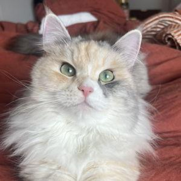 Maeby's Sibling Fund