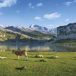 Picos de Europa