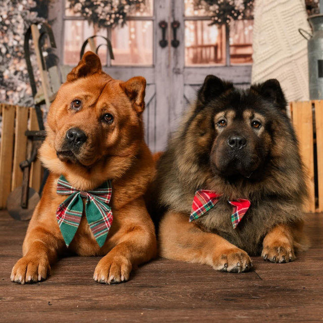 Treats for Kuma & Canelo