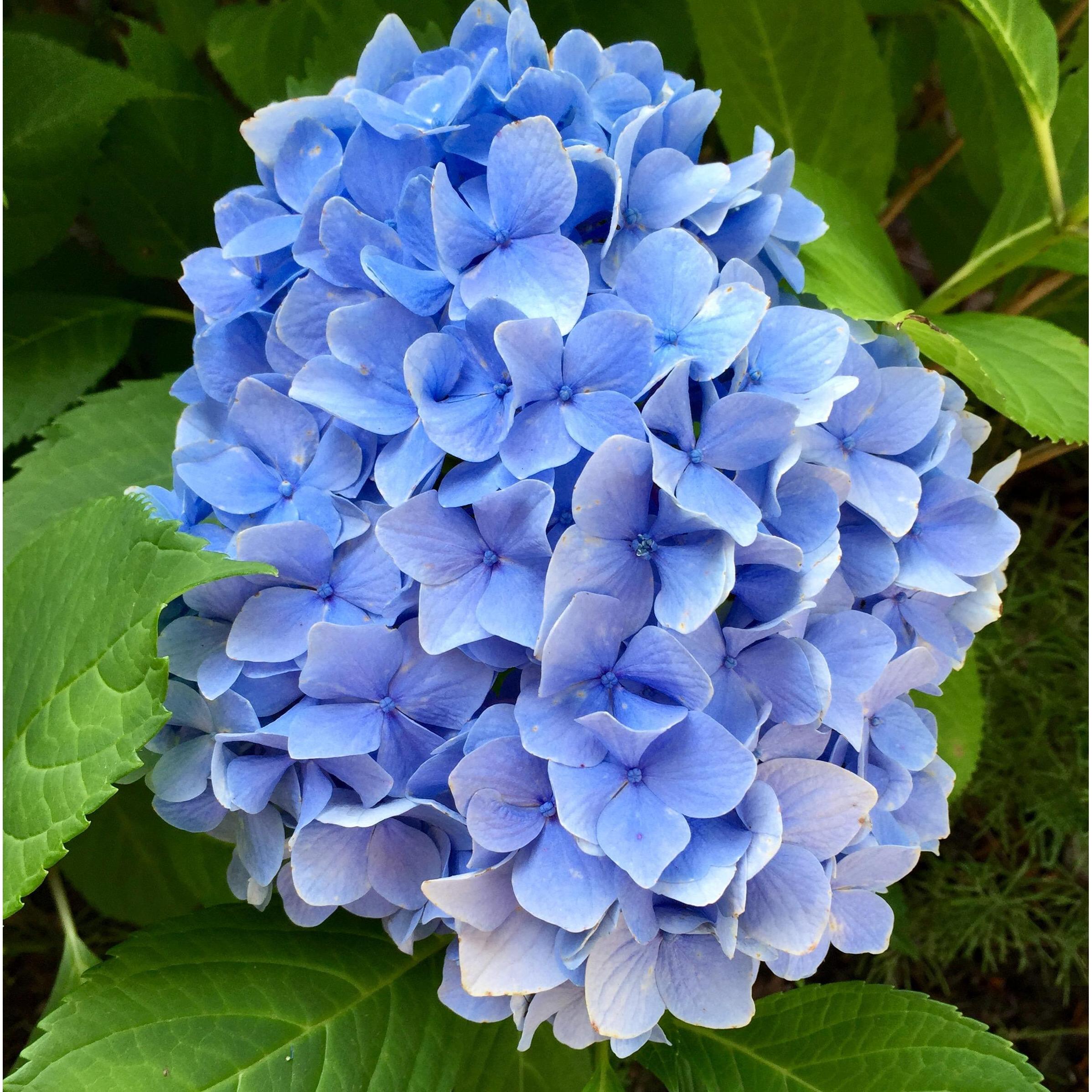 Hydrangeas from our yard