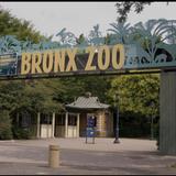 Bronx Zoo