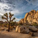 Joshua Tree National Park
