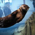 St. Louis Aquarium at Union Station