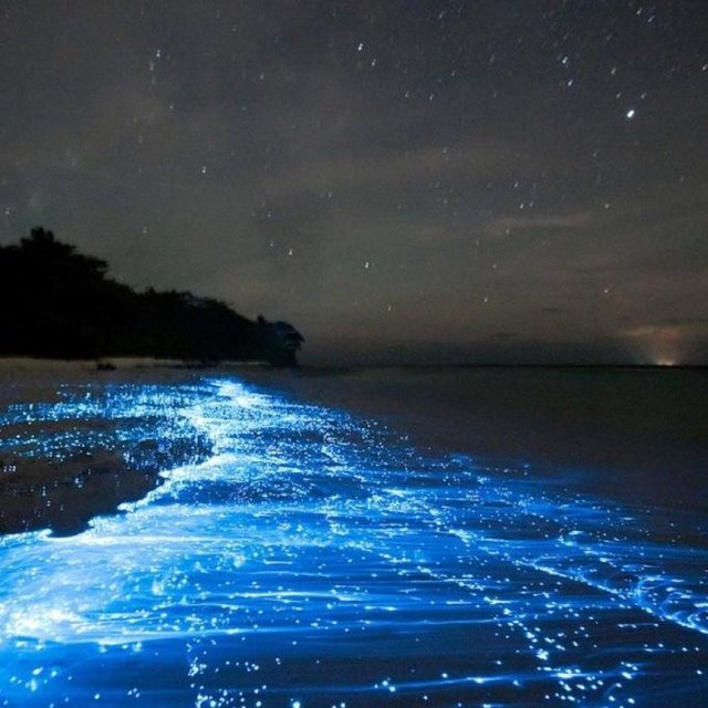 Snorkeling with Bioluminescent Algae