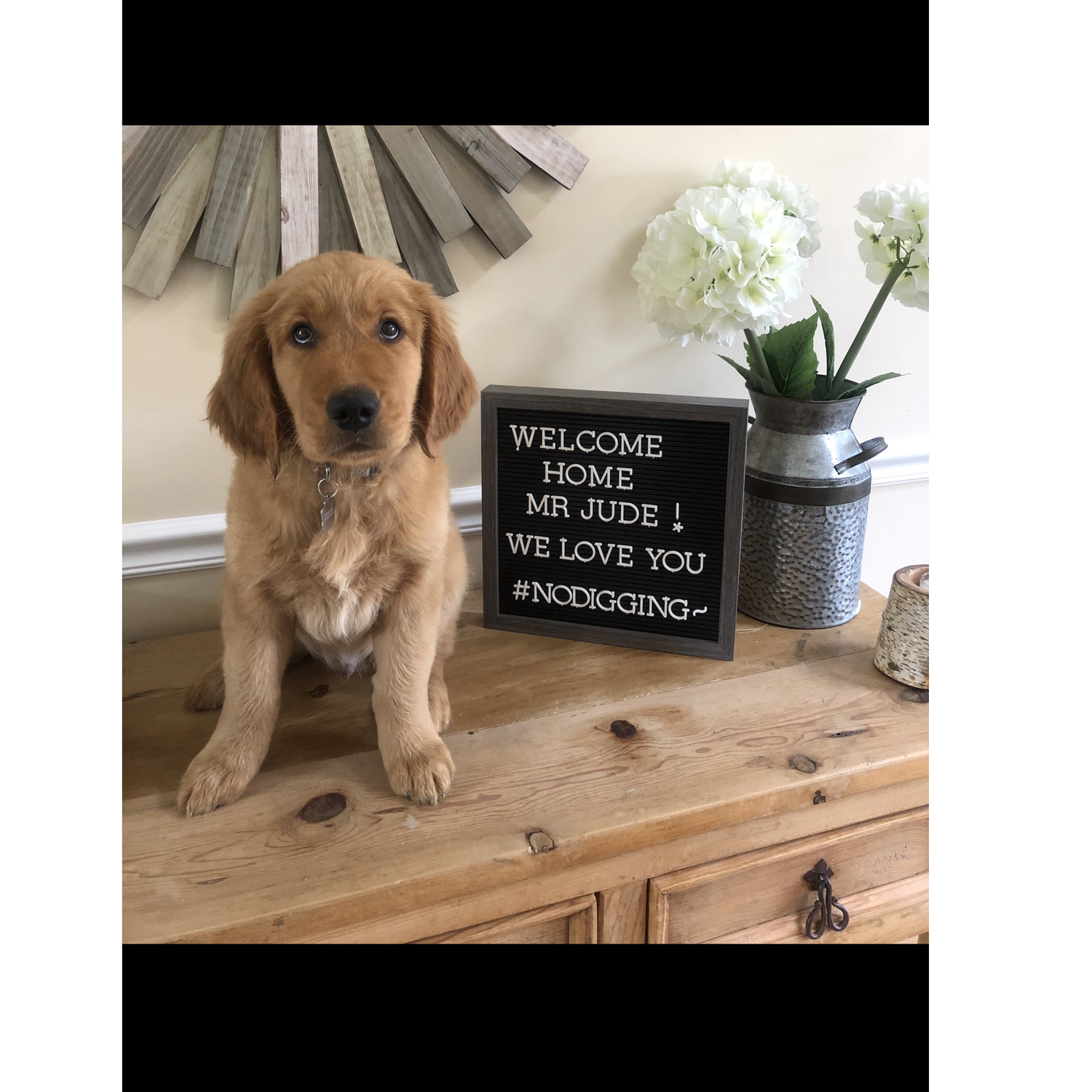 The day after we brought our golden puppy home- May 2019.