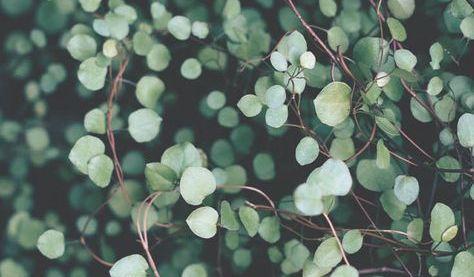 Footer image