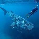 Whale Shark Tours Mexico