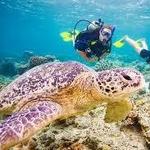 Swim with Sea Turtles Half-day Snorkel Trip to Turtle Cove