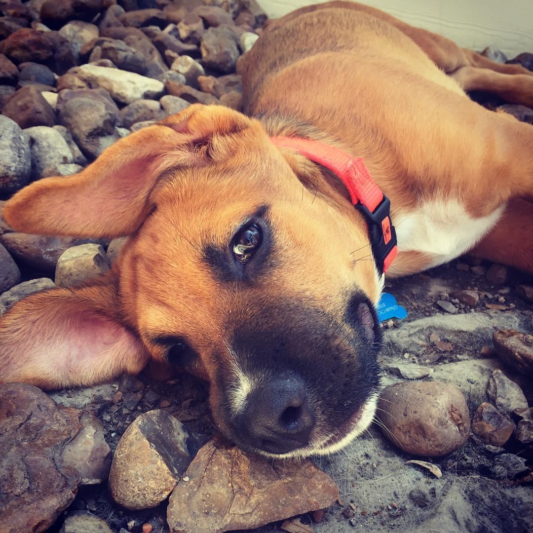 Levi