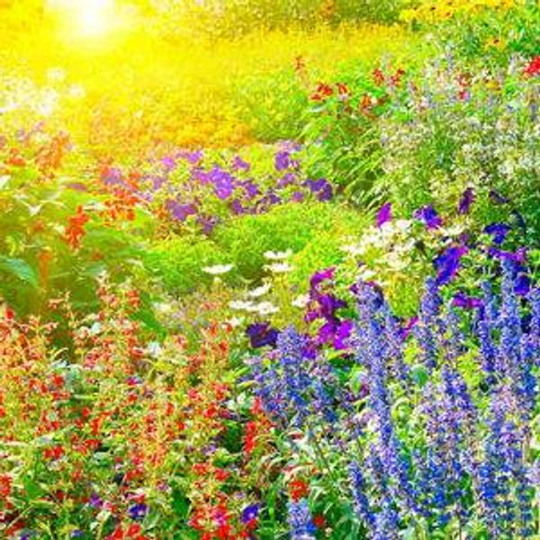 Transform Our Garden
