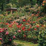International Rose Test Garden
