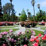 Walk the Rose Garden at the Sacramento Capitol
