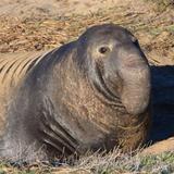 Elephant Seal Vista Point