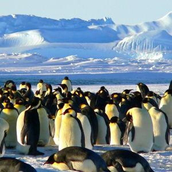 🐧 Chasing Penguins at the End of the World