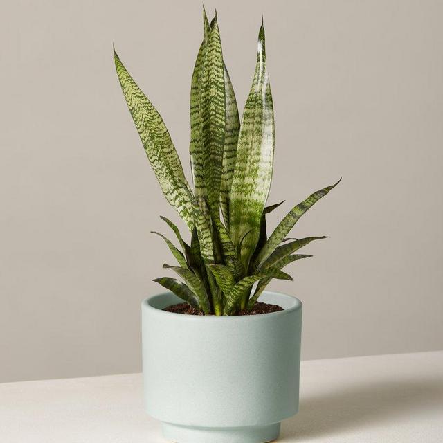 Snake Plant        Zeylanica