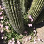 Old Town Scottsdale