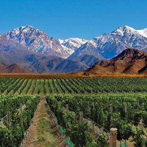 Mendoza - Wine Tasting