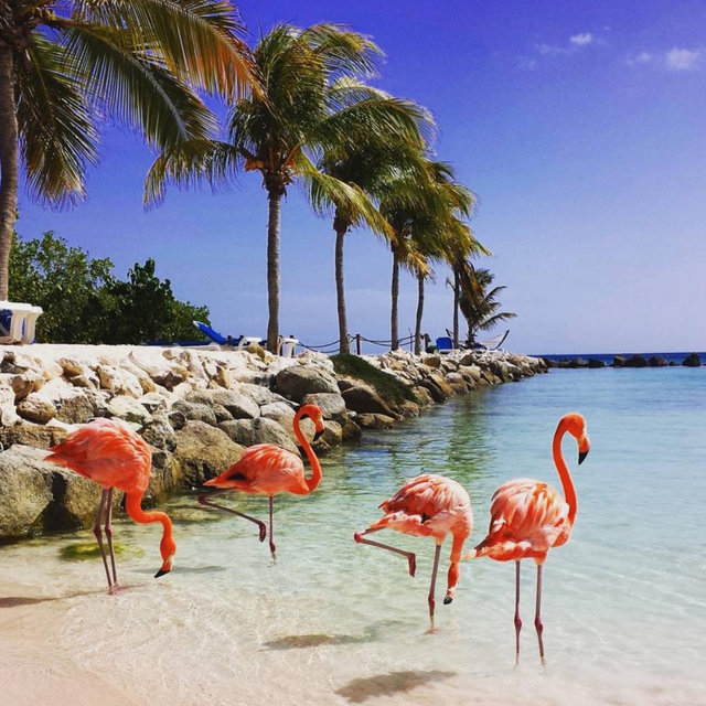 Aruba Honeymoon