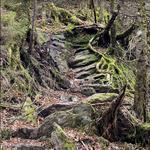 Appalachian Gap to Mad River Warming Hut via Long Trail