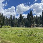 Giant Forest