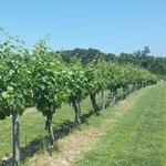 Cascia Vineyards & Winery