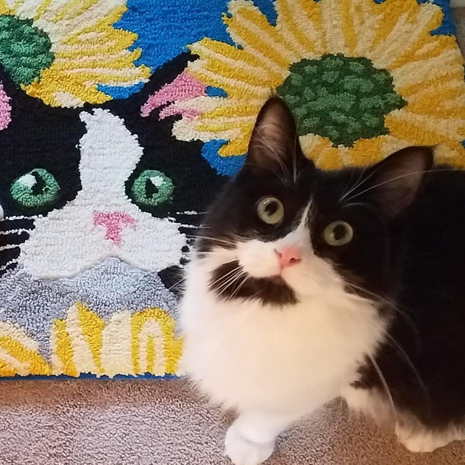 Our cat Pancakes! She is full of attitude, sass, and spunk. We couldn't resist this rug that looks like a spitting image of her.