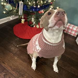 Belle Fence Fund